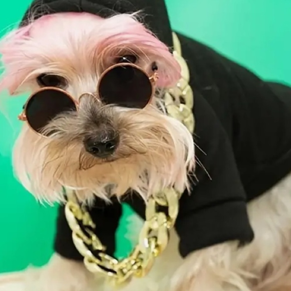 Small dog sun glasses